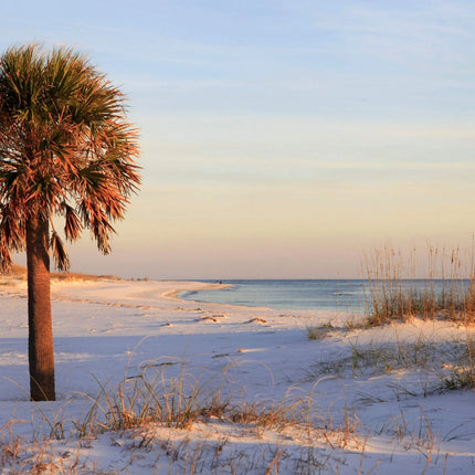 Mature Sabal palmetto palm in a coastal landscape, illustrating its eventual form; seeds only are supplied.