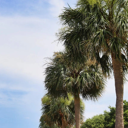 Mature Sabal palmetto cabbage palms with fan-shaped crowns; 10 seeds are supplied, not mature trees.