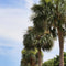 Mature Sabal palmetto cabbage palms with fan-shaped crowns; 10 seeds are supplied, not mature trees.