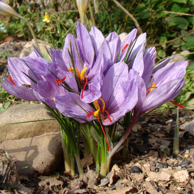 Representative mature Crocus sativus flowering clump in a garden, not the supplied corms or an indication of pack quantity. Photo: Юрий Данилевский, CC BY-SA 4.0, via NC State Extension.