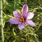 Representative mature Crocus sativus flower in grass, not the supplied corms. Photo: Meneerke bloem, CC BY-SA 4.0, via Wikimedia Commons.