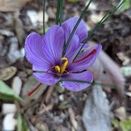 Representative mature Crocus sativus flower, not the supplied corms. Photo: Hope Duckworth, CC BY 4.0, via NC State Extension.