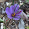 Representative mature Crocus sativus flower, not the supplied corms. Photo: Hope Duckworth, CC BY 4.0, via NC State Extension.