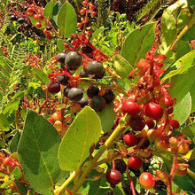 1000 Salal - Gaultheria Shallon Seeds