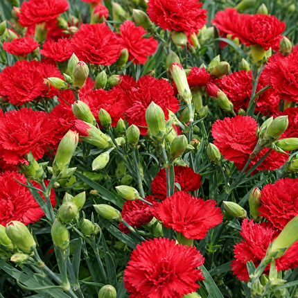 50 Scarlet Red Carnation Flower Seeds