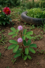 Young Mimosa pudica growing in garden soil with a blurred red flower in the background