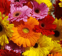 100 Daisy - Gerbera Mix Seeds