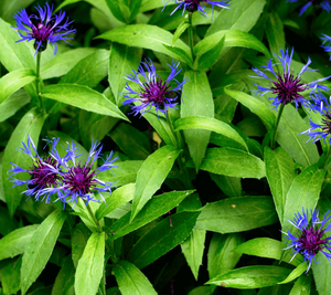 20 Cornflower - Centaurea Montana Seeds