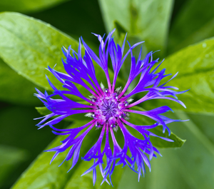 20 Cornflower - Centaurea Montana Seeds