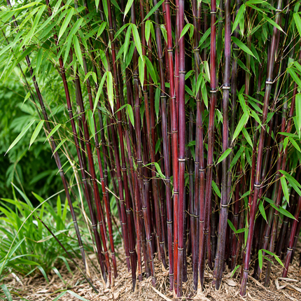 Siergras Clumping Bamboo