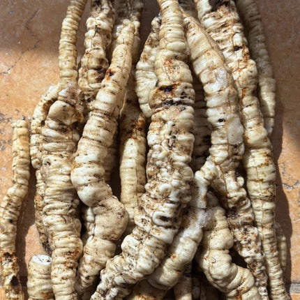 Freshly harvested Skirret roots with slender white roots