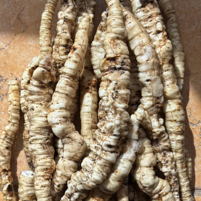 Freshly harvested Skirret roots with slender white roots