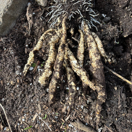 Skirret crown showing clusters of roots in garden soil