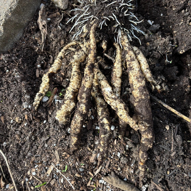 Skirret crown showing clusters of roots in garden soil