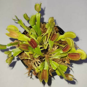 3 Small Live Venus Flytraps (Dionaea muscipula)