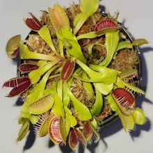 3 Small Live Venus Flytraps (Dionaea muscipula)