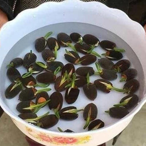 Lotus seeds soaking in a bowl of water