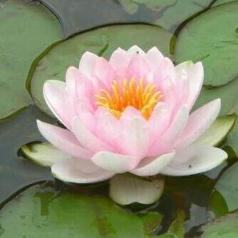 Soft pink lotus flower with rounded petals	