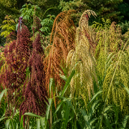 Sorghum Broom Corn Mix