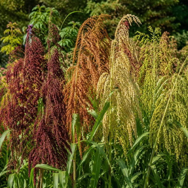 Sorghum Broom Corn Mix
