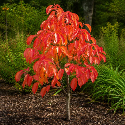 30 Sourwood Sorrel Tree Seeds