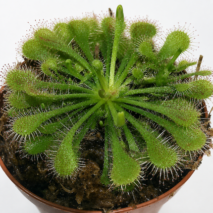 Spoonleaf Sundew Carnivorous Live Plant