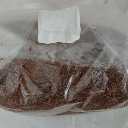 Sterilized All-in-One Mushroom Grow Bag – 3 lb Substrate with Injection Port - Seed World