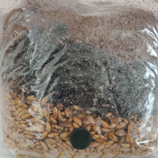 Sealed 3-lb sterilized all-in-one mushroom grow bag – substrate layers & injection port
