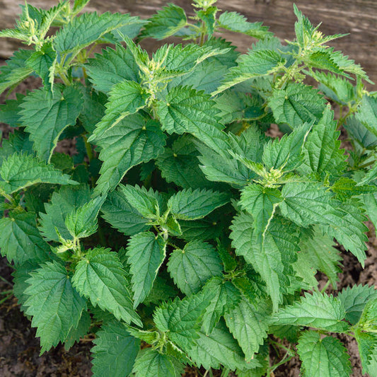 Stinging Nettle plant with dark green leaves