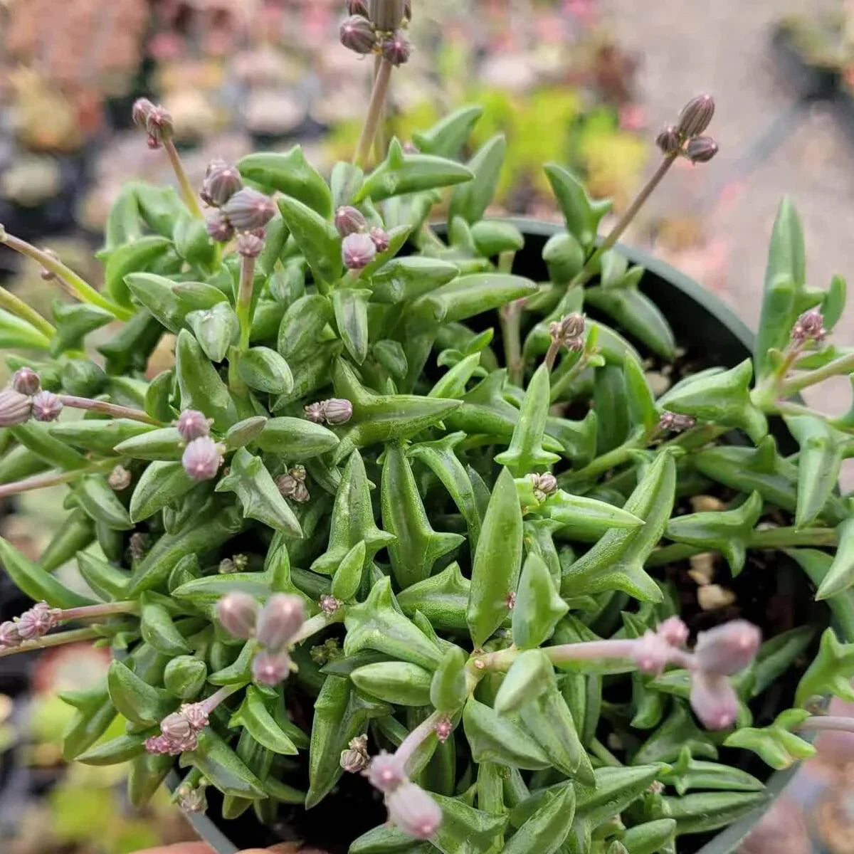 String of Dolphins Senecio peregrinus Succulent Live Plant (2 Inch) - Seed World