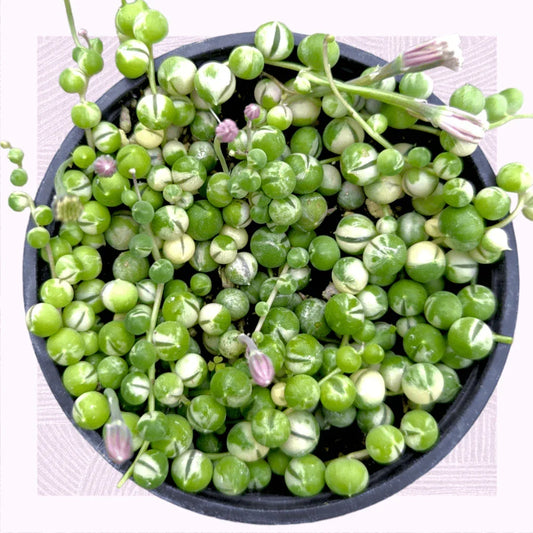 String of Pearls Senecio Rowleyanus Succulent Plant - Seed World