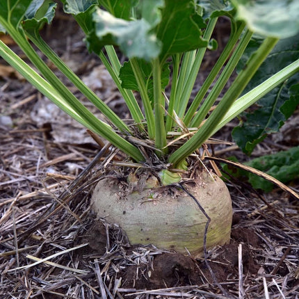 Sugar beet with a pale root crown and green foliage growing in a garden bed