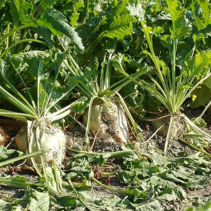 White sugar beet roots with leafy green tops growing in a vegetable garden