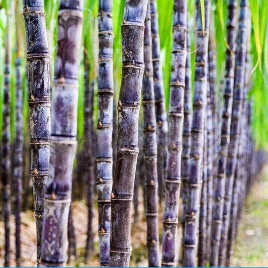 Close-up of tall purple sugar cane stalks growing in rows with green foliage in background