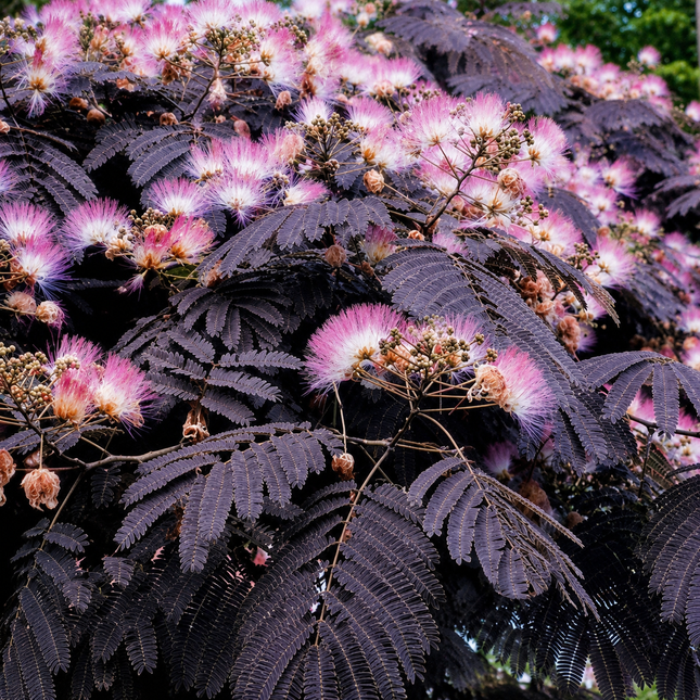 Summer Chocolate Mimosa Tree Seeds