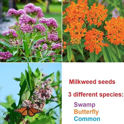 Swamp, Butterfly and Common Milkweed Seeds - Seed World