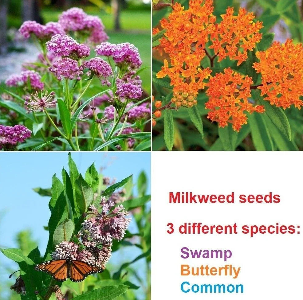 Swamp, Butterfly and Common Milkweed Seeds - Seed World