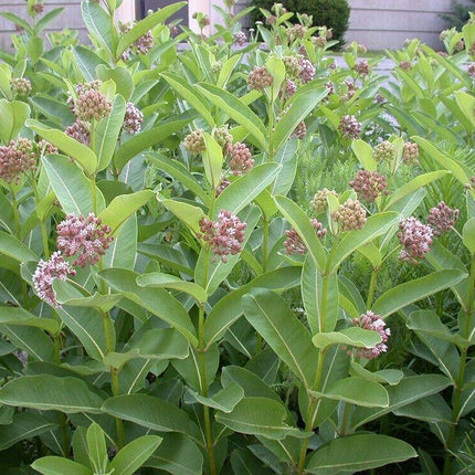 Swamp, Butterfly and Common Milkweed Seeds - Seed World