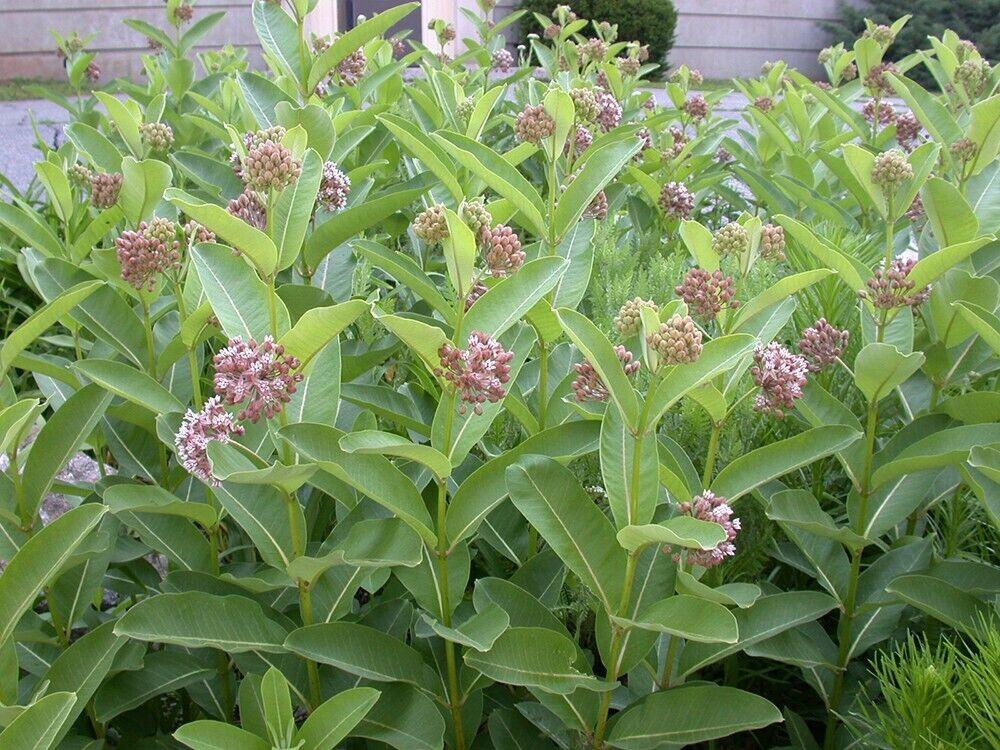 Swamp, Butterfly and Common Milkweed Seeds - Seed World