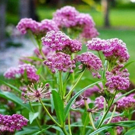 Swamp, Butterfly and Common Milkweed Seeds - Seed World