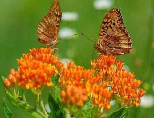 Swamp, Butterfly and Common Milkweed Seeds - Seed World