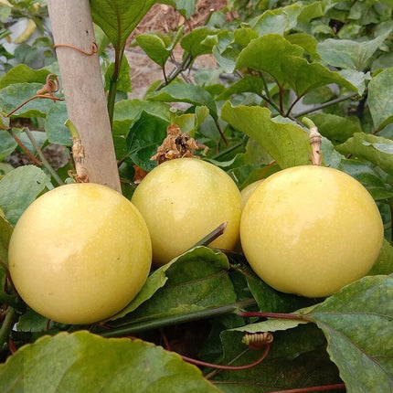 Golden sweet granadilla fruit growing among green leaves