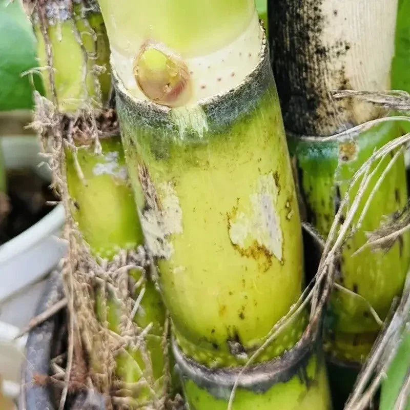 Sweet Sugarcane Cuttings – Fresh, Juicy & Ready to Plant Live Stalks - Seed World