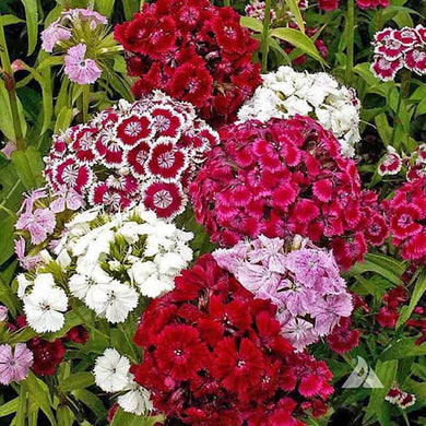 500 Sweet William Seeds - Mix