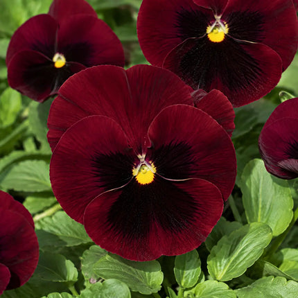 50 Swiss Giant Claret Pansy Seeds