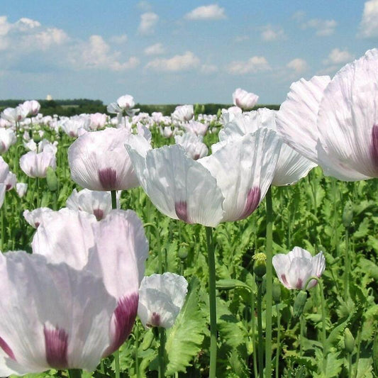 Field of Large Tasmanian White Poppies with Purple Centers in Bloom
