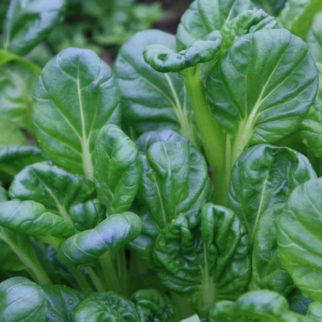 Mature Tatsoi rosette with spoon-shaped dark green leaves