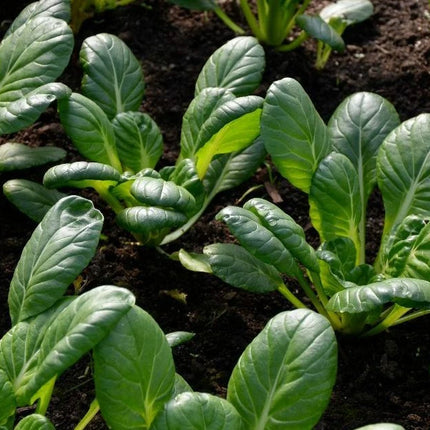 Tatsoi greens growing in a garden bed