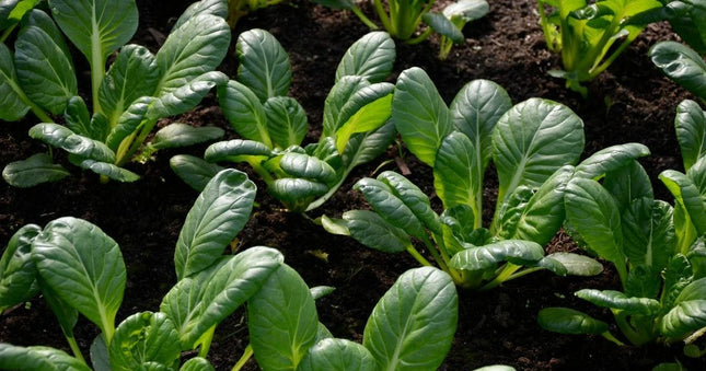 Tatsoi greens growing in a garden bed