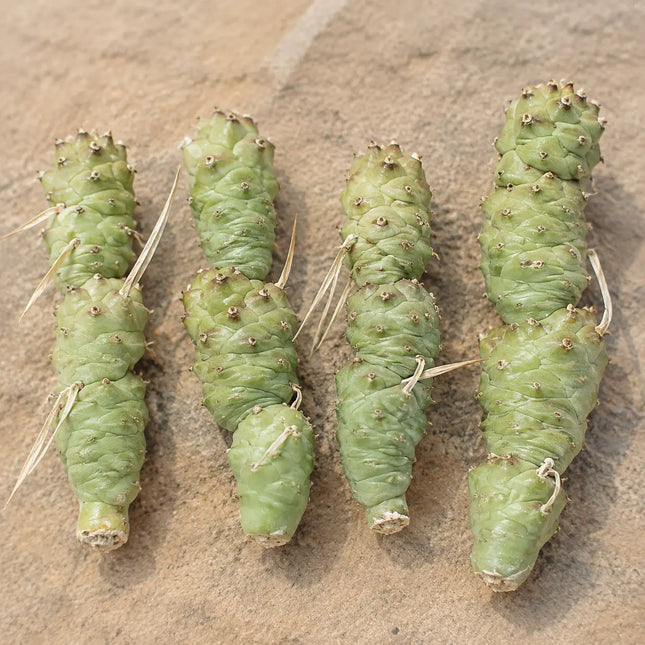 Tephrocactus Articulatus Papyracanthus Paper Spine Cactus – 4 Cuttings